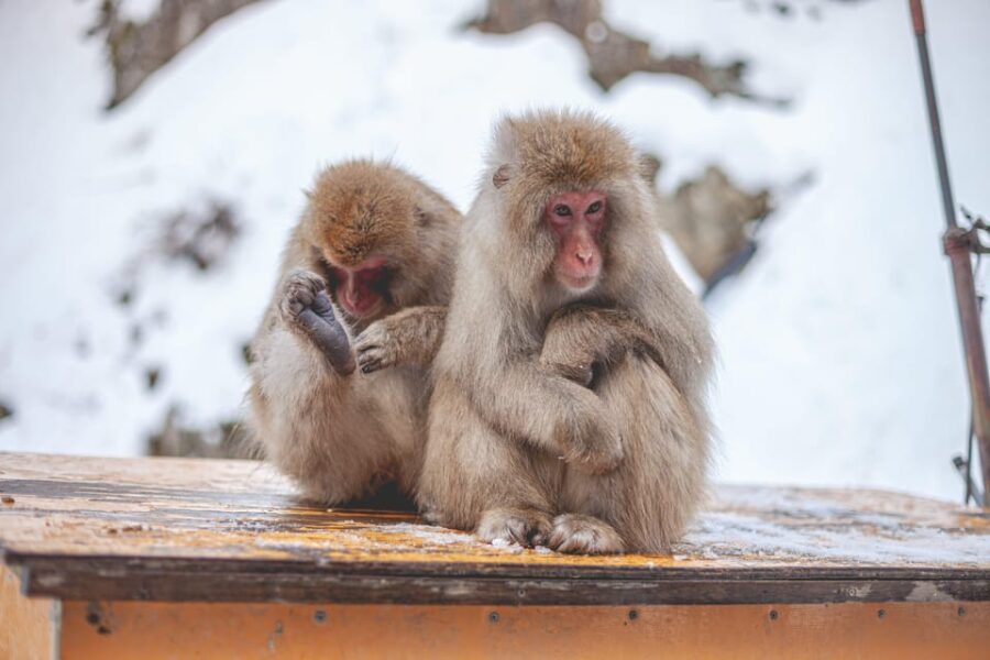 Tokyo: Snow Monkeys & Zenkoji Temple Unforgettable Day Tour