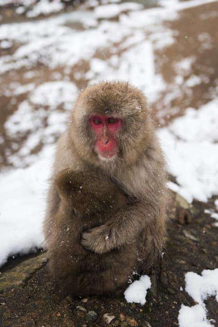 Tokyo:Nagano Snow Monkey & Zenkoji Temple Day Trip Adventure