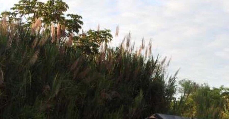 Typical Iquitos 3 Days/ 2 Nights Jungle