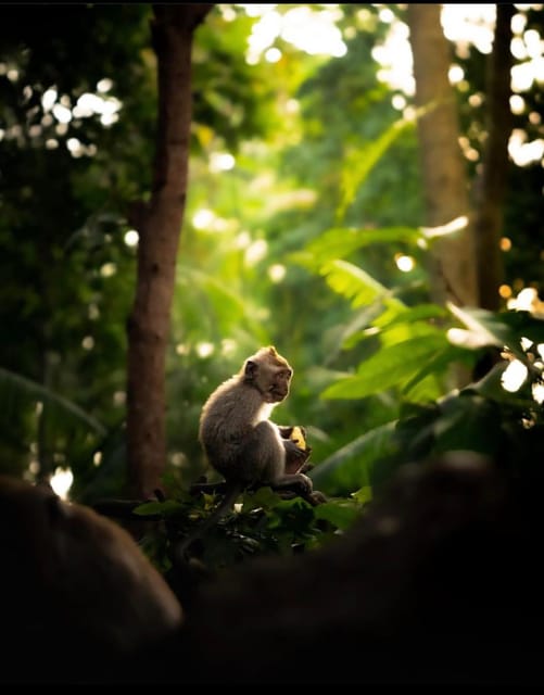 Ubudtours: Hidden Waterfalls , Rice Teras and Mongkey Forest