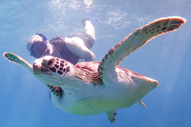 Under the Sea Snorkeling(Stingray/Kayak/ Power Snorkel Available)