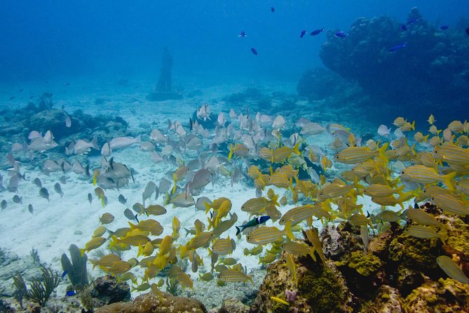 UNDERWATER MUSEUM CANCUN Diving for Beginners 1 Dive - Experience With Ticket - Location and Attraction Overview