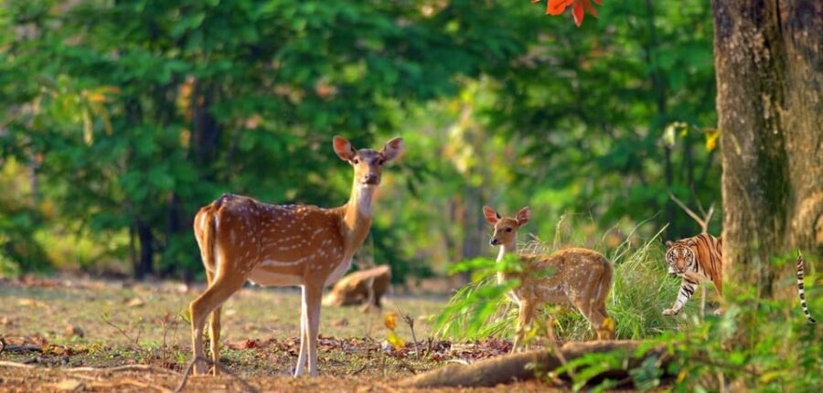Uttarakhand Delights: Nainital & Corbett Expedition