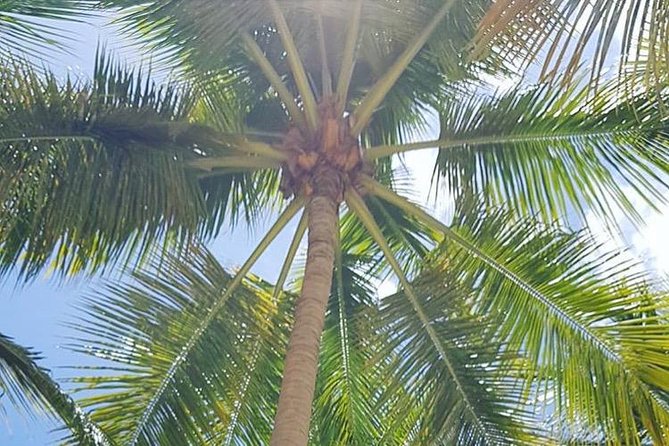 Uvero Alto Hotels – Private Round Trip From Punta Cana Airport
