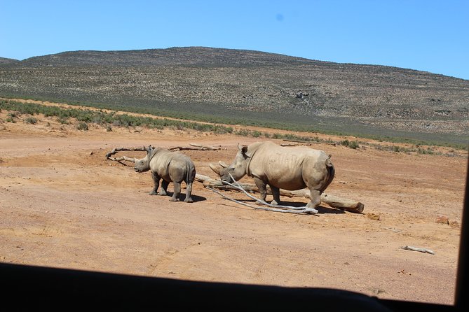 Visit African Big 5 Safari Aquila Game Reserve From Cape Town - Full Day - Inclusions and Amenities