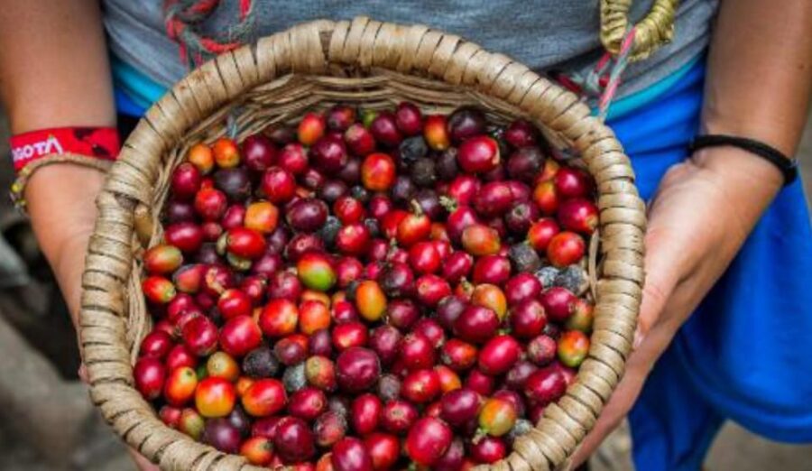 VITERBO: Coffee and Cacao Artisan Tour