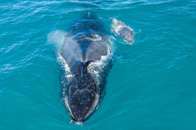 Whale and Dolphin Watch Boat Cruise in Oahu