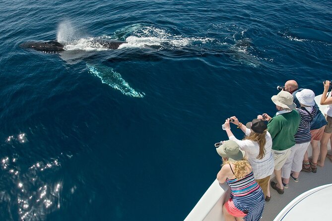 Whale Watching in Puerto Vallarta!