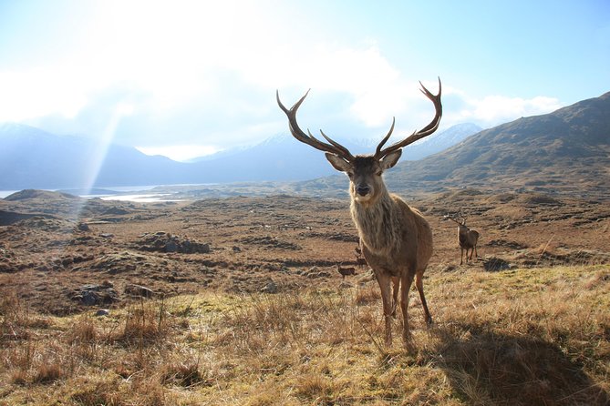Wild Red Deer Viewing Safari, Connemara. Guided 3hrs