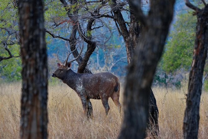 WildlifeSafari in Tadoba, Pench, Kanha & Bandhavgarh NationalPark