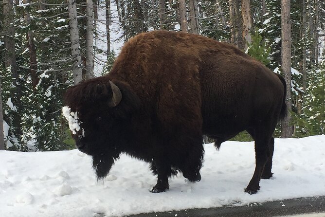 Yellowstone 55+ “Adults Only” Lower Loop W/PU West Yellowstone