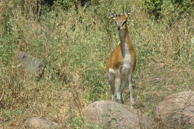 2 Days Selous Game Reserve From Zanzibar - Overview of the Safari Experience