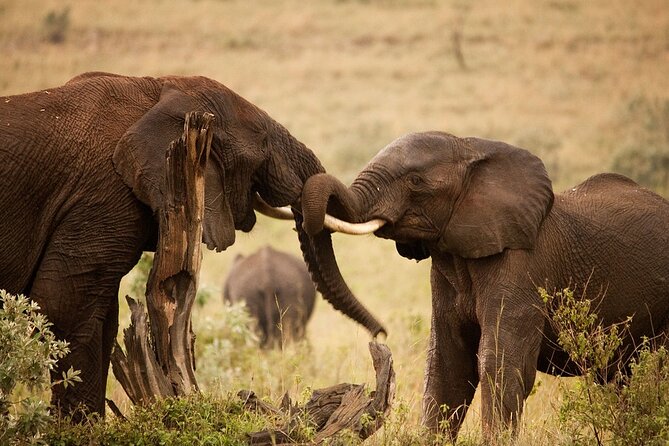 3 Days & 2 Nights Safari – Maasai Mara From Kisumu/Nairobi
