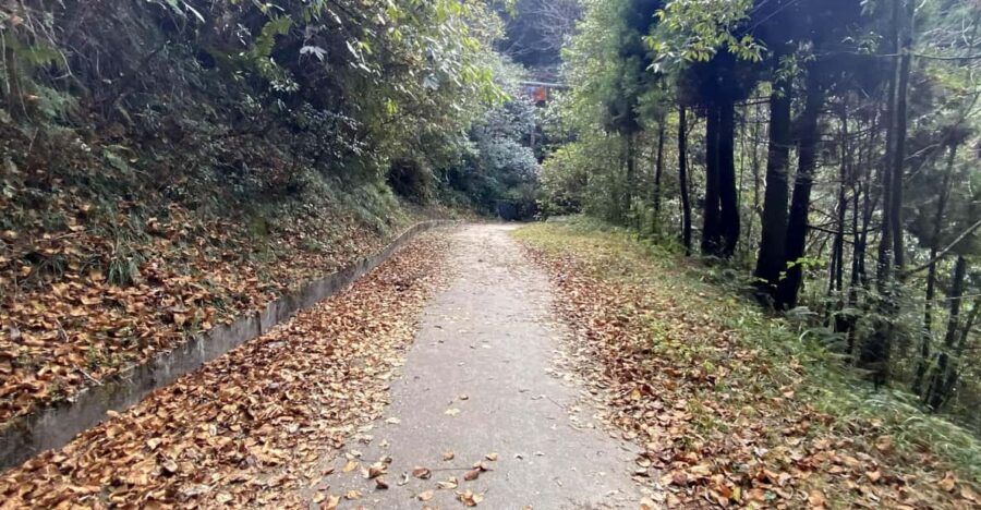 Darjeeling Senchal Wildlife Sanctuary Sonada Hike – 1 Day