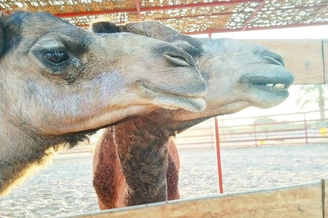 From Ica: Camel + Buggy Ride - Buggy Ride Highlights