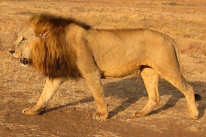 Nairobi National Park Tour - Inclusions