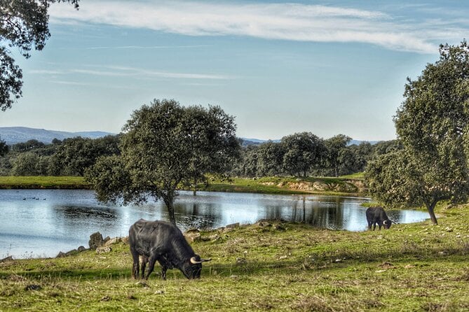 Visit to a Brave Bull Farm in Andalusia - Itinerary Details
