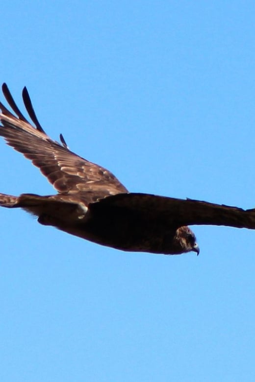 Bird Watching The Raptors - Tour Logistics