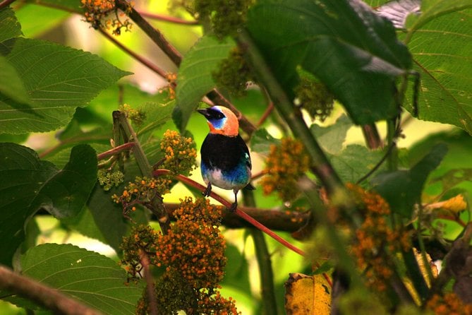 Flora and Fauna Garden at Danaus Eco-Center - Conservation Efforts at Danaus