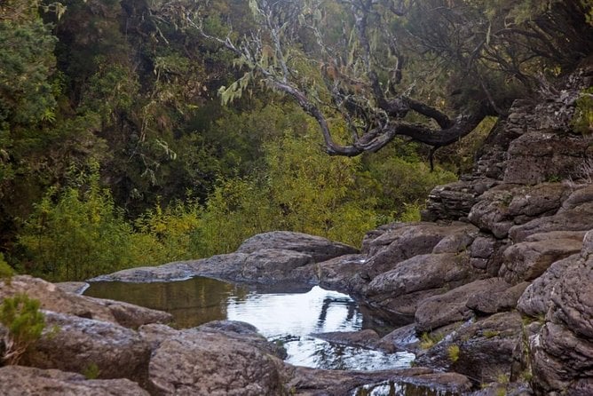 Levada Do Alecrim - Rosemary Levada (Full Day Walk) - Scenic Highlights
