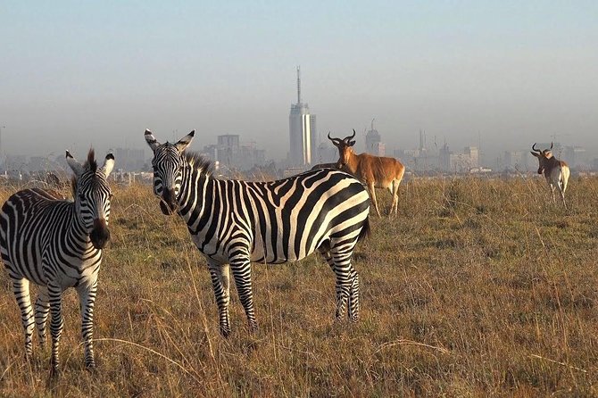 Nairobi National Park Tour - Pickup Information