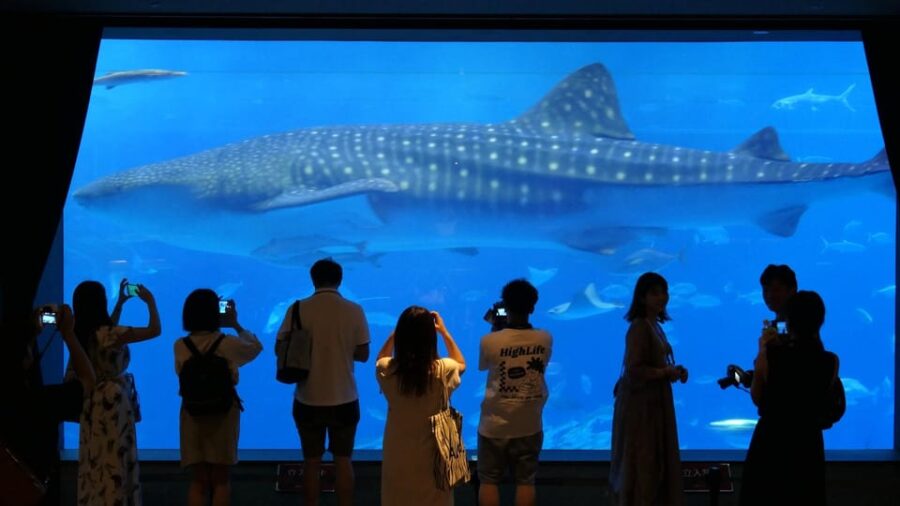Okinawa: Churaumi Aquarium Entry Ticket