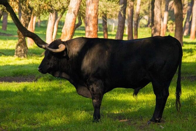 Visit to a Brave Bull Farm in Andalusia - Transportation Included