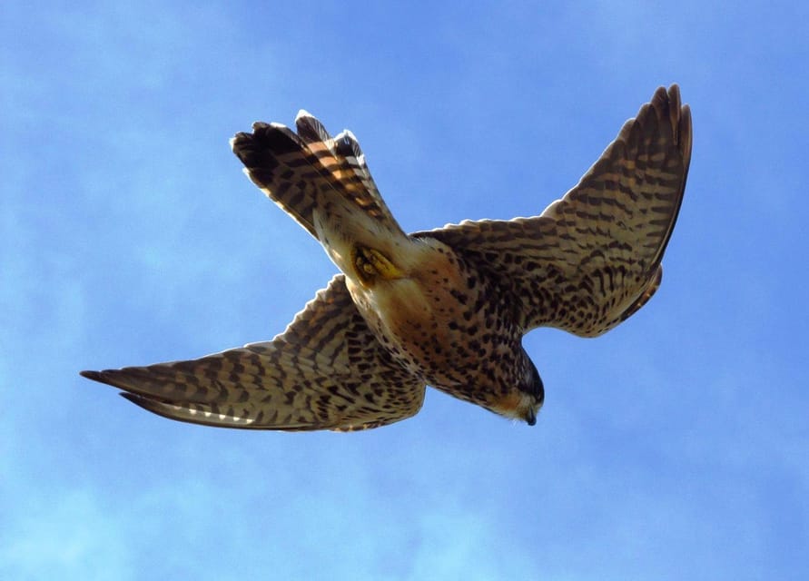 Bird Watching The Raptors - Inclusions