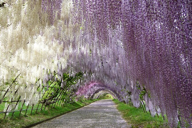 Mojiko Retro, Kawachi Wisteria and Shiranoe Gardens Tour YokaBus