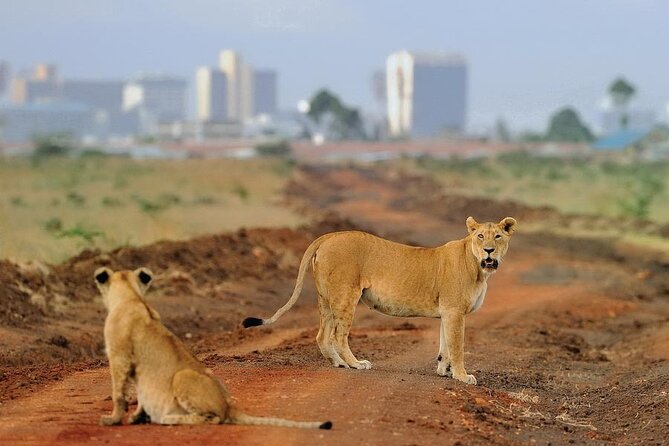 Nairobi National Park Tour - Requirements and Recommendations