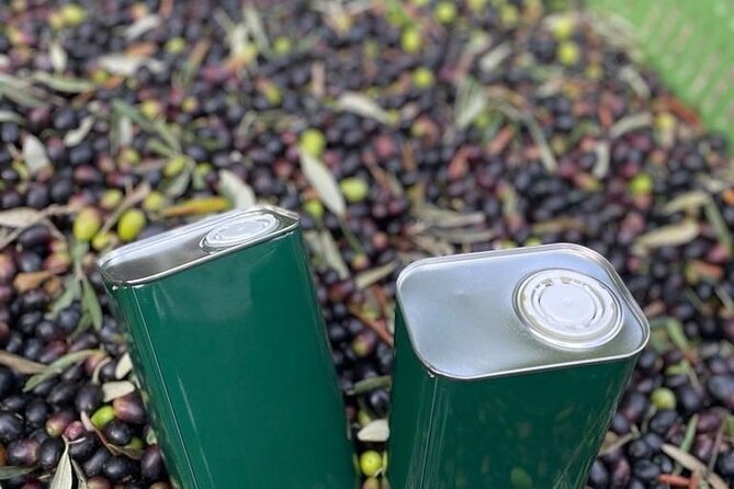 Olive Mill and Winery Experience at Castiglione in Teverina