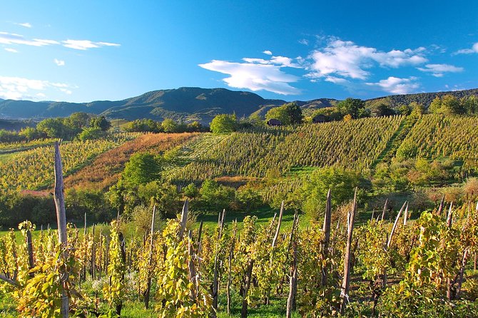 Plesivica Region Wine Tasting Half-day Tour