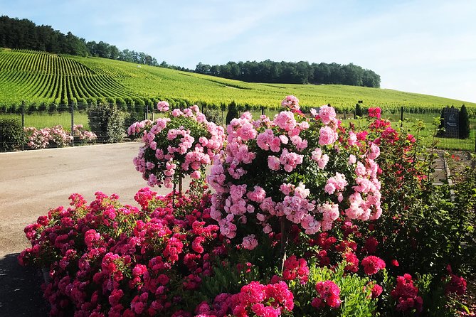 Tasting – 3 Different Champagnes