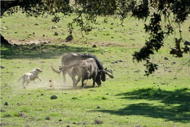 Visit to a Brave Bull Farm in Andalusia - Booking Policies