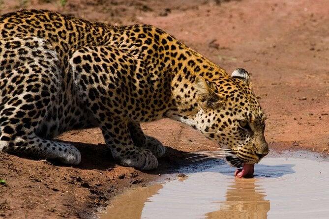 6 Days Lodge & Tented Camp Luxury - The Serengeti Trail & Tarangire - Accommodation Options