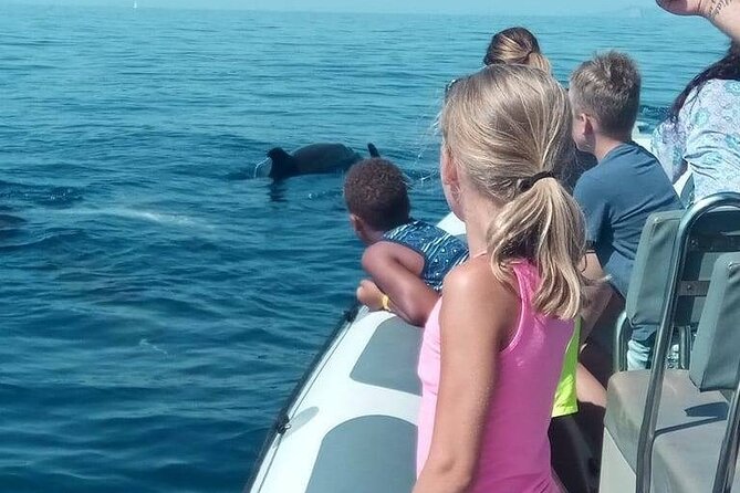 Dolphin Watching at Dawn in Alcúdia - Activity Overview