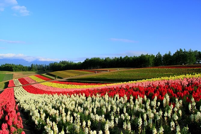 Hokkaido Furano and Biei Private Day Tour（Depart From Sapporo） - Exploring Furano