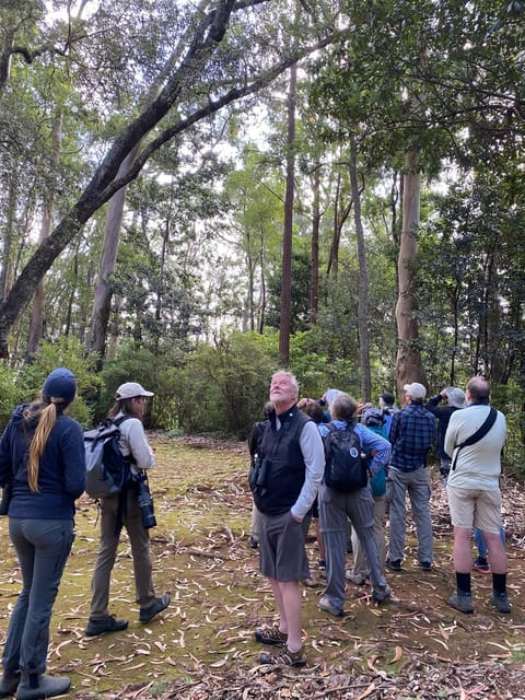 Madeira: Barn Owl Watching - Participant Testimonials