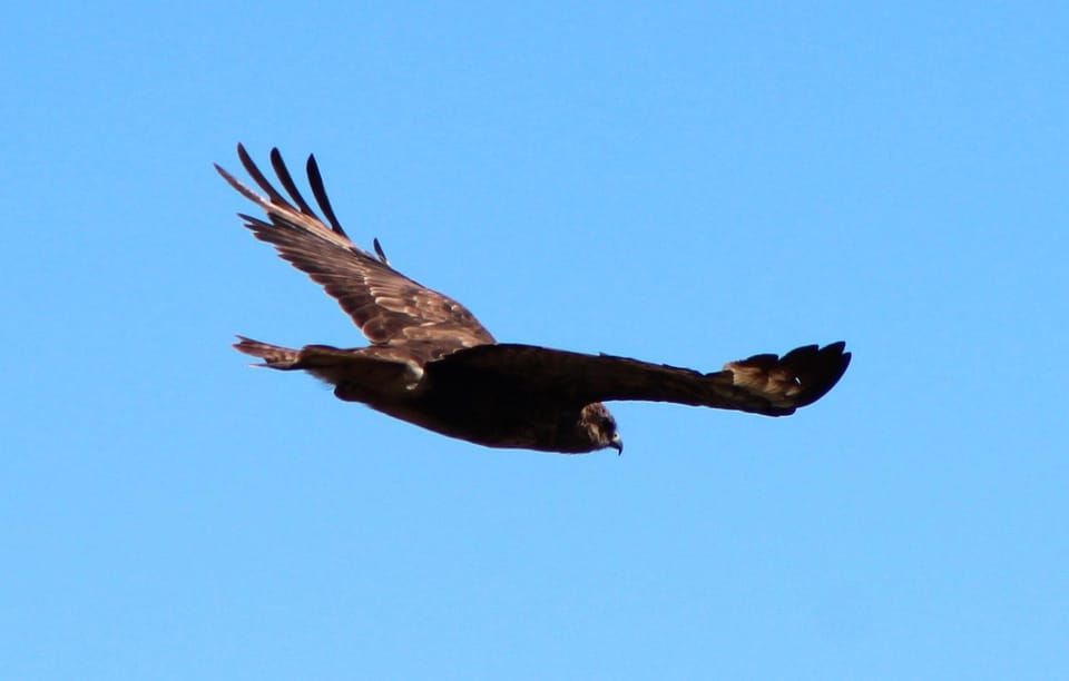 Bird Watching The Raptors - Frequently Asked Questions