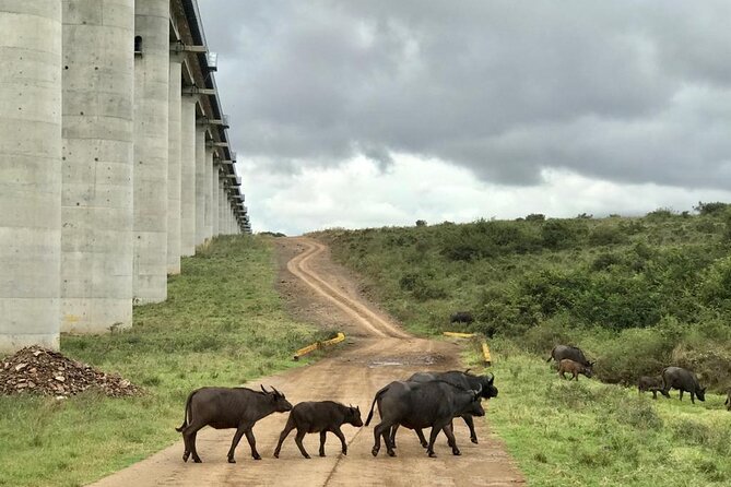 Nairobi National Park Tour - Wildlife Sightings