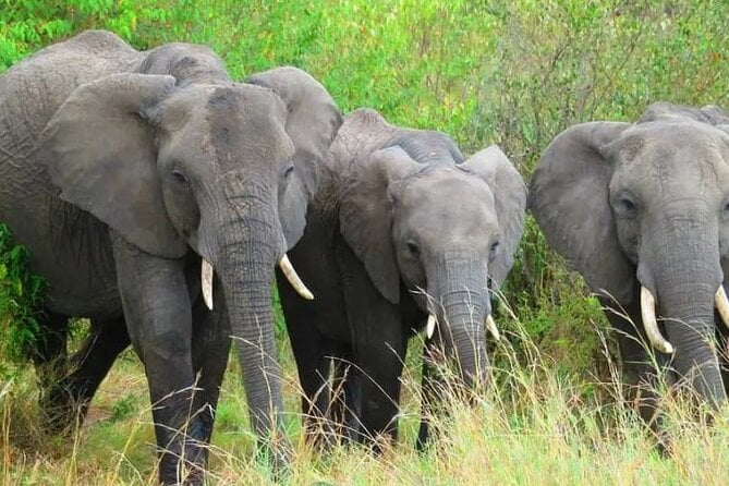 12 Days Samburu Ol-Pejeta Lake Nakuru Masai Mara Lake Naivasha Amboseli Safari - Reviews and Ratings