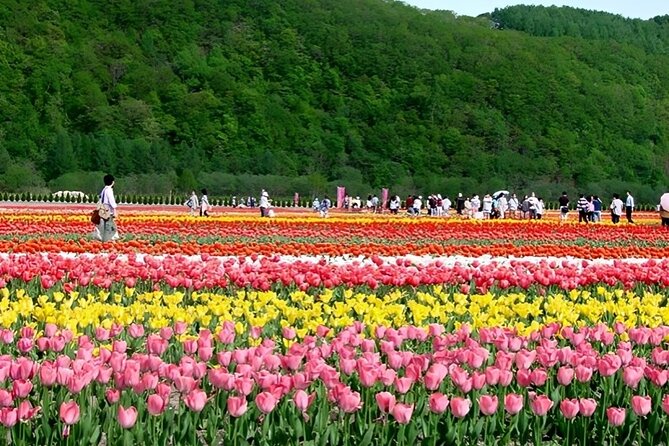 Hokkaido Furano and Biei Private Day Tour（Depart From Sapporo） - Memorable Experiences