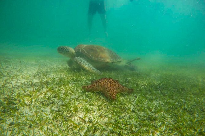 Tour to Swim With Turtles