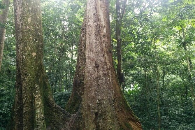 Cuc Phuong National Park Trekking: Private Day Tour From Hanoi