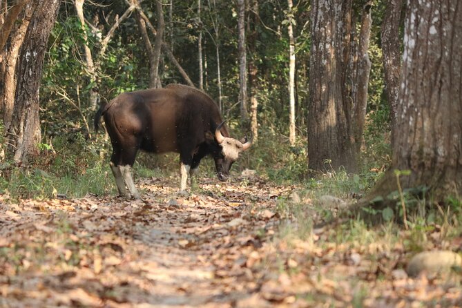 Day Walk(8-10h.) Inside Chitwan National Park. - Itinerary and Inclusions