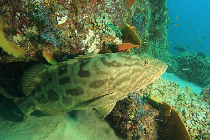 Discover Scuba Diving Around Los Cabos - Overview of Scuba Diving