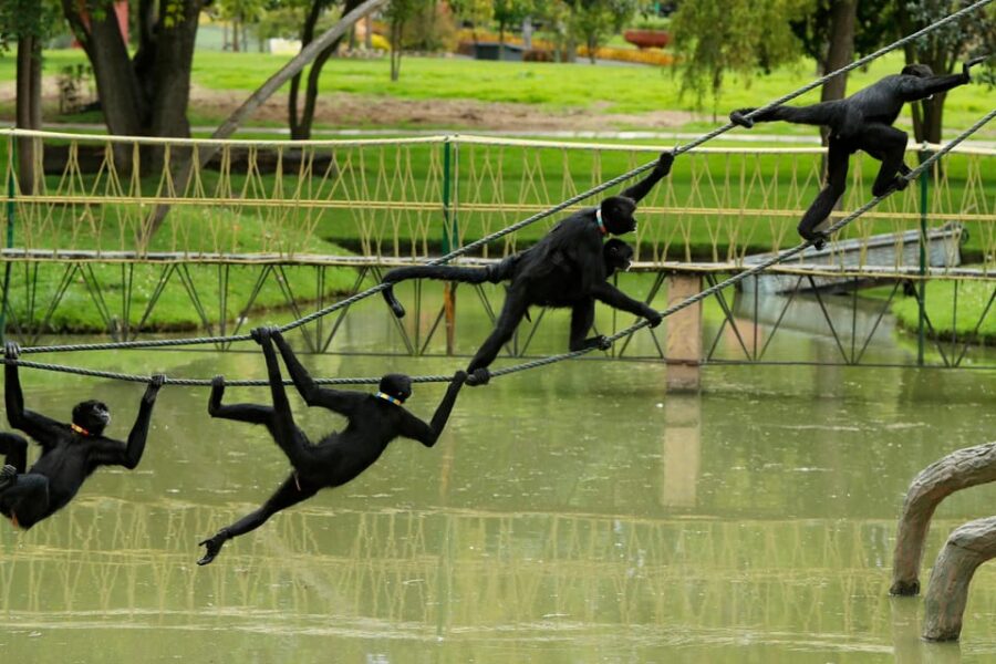From Bogota: Jaime Duque Park and Zoo With Ticket Included