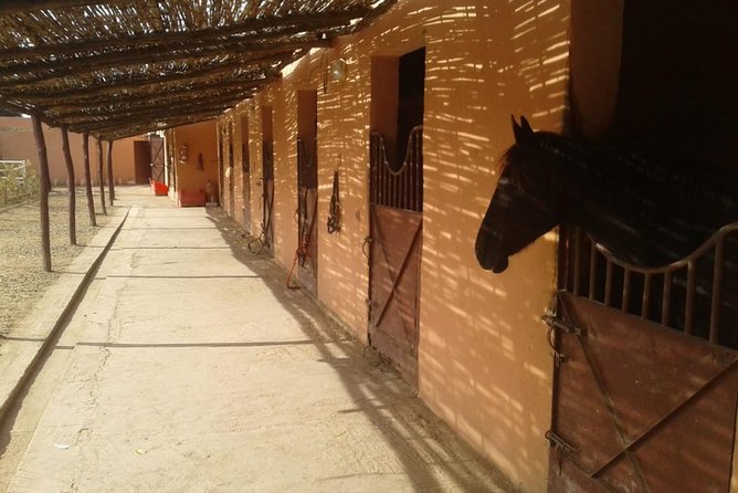 Marrakesh : Day Trip to Ourika Valley