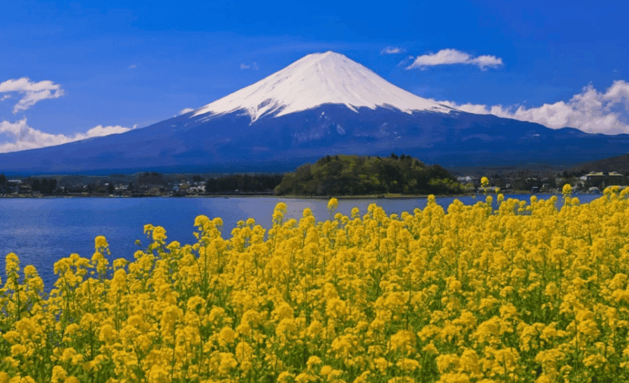 Mount Fuji Private Tour With English Speaking Guide