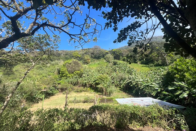 Organic Farming Volunteering Program Finca El Secreto